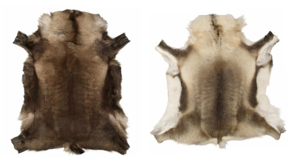 Twee voorbeelden van een natuurlijke rendierhuid